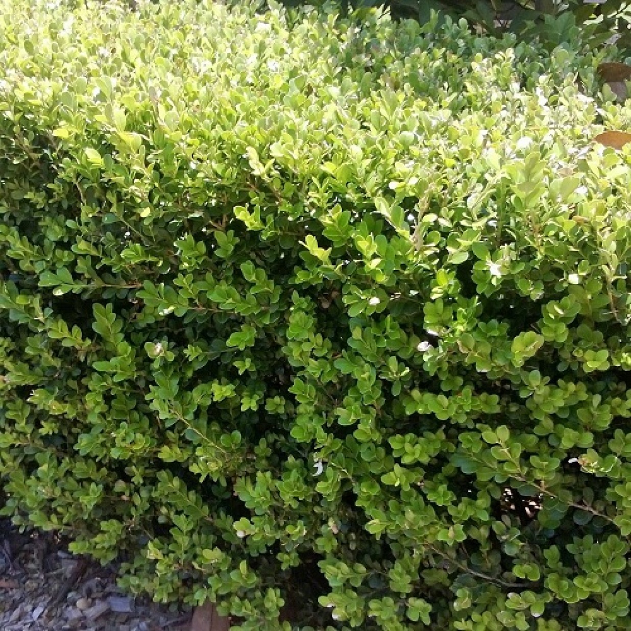 Buxus Japanese Box Hedge